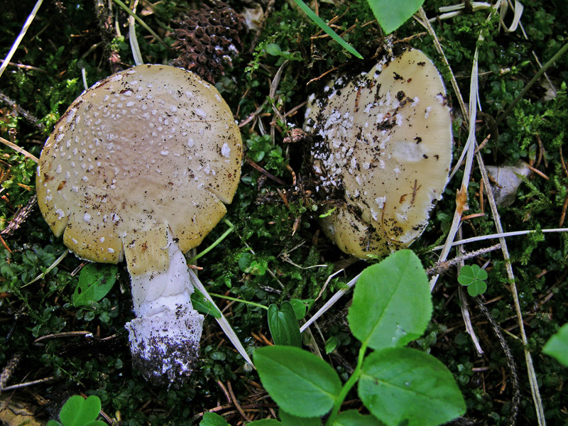 Amanita junquillea.